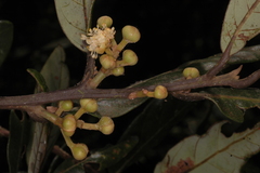 Litsea stocksii